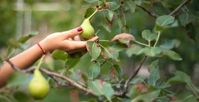 harvesting pears