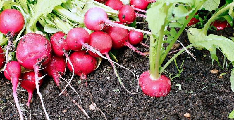 harvesting radish