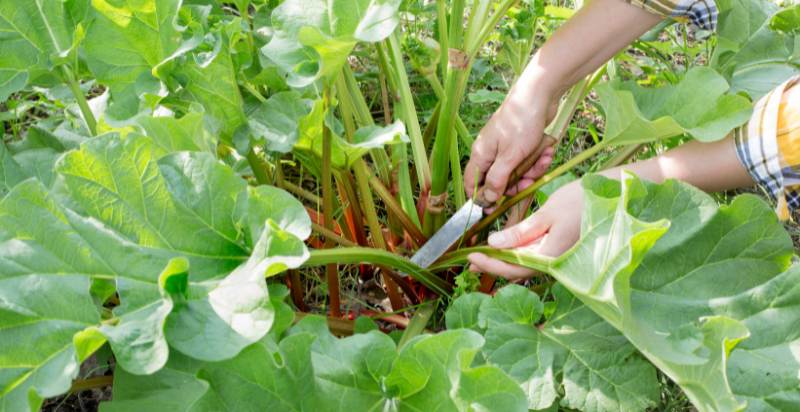 harvesting rhubarb