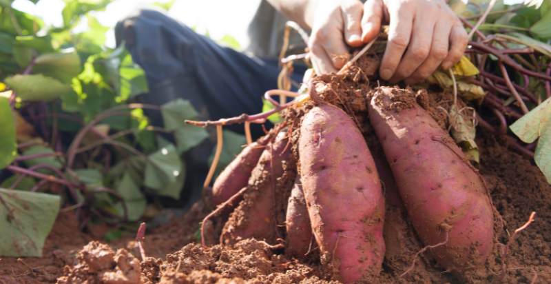 harvesting sweet potato