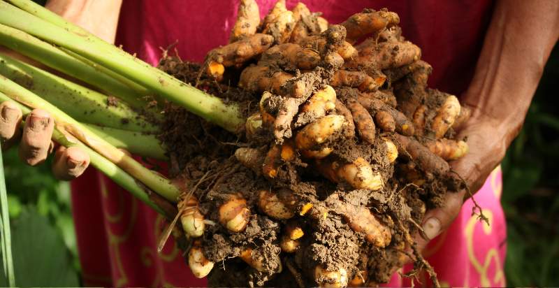 harvesting turmeric