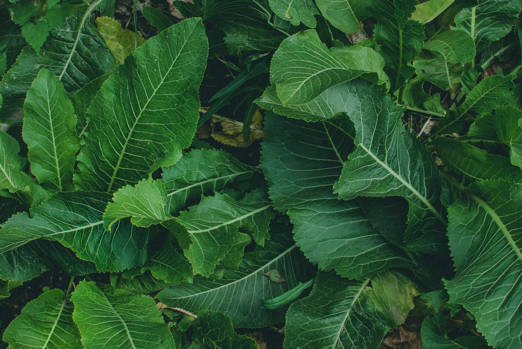 horseradish plant