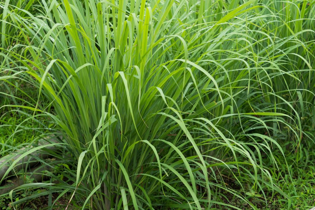 Is Lemongrass An Annual Or Perennial Plant At Garrett Kirk Blog