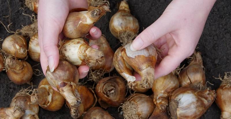 onion bulbs