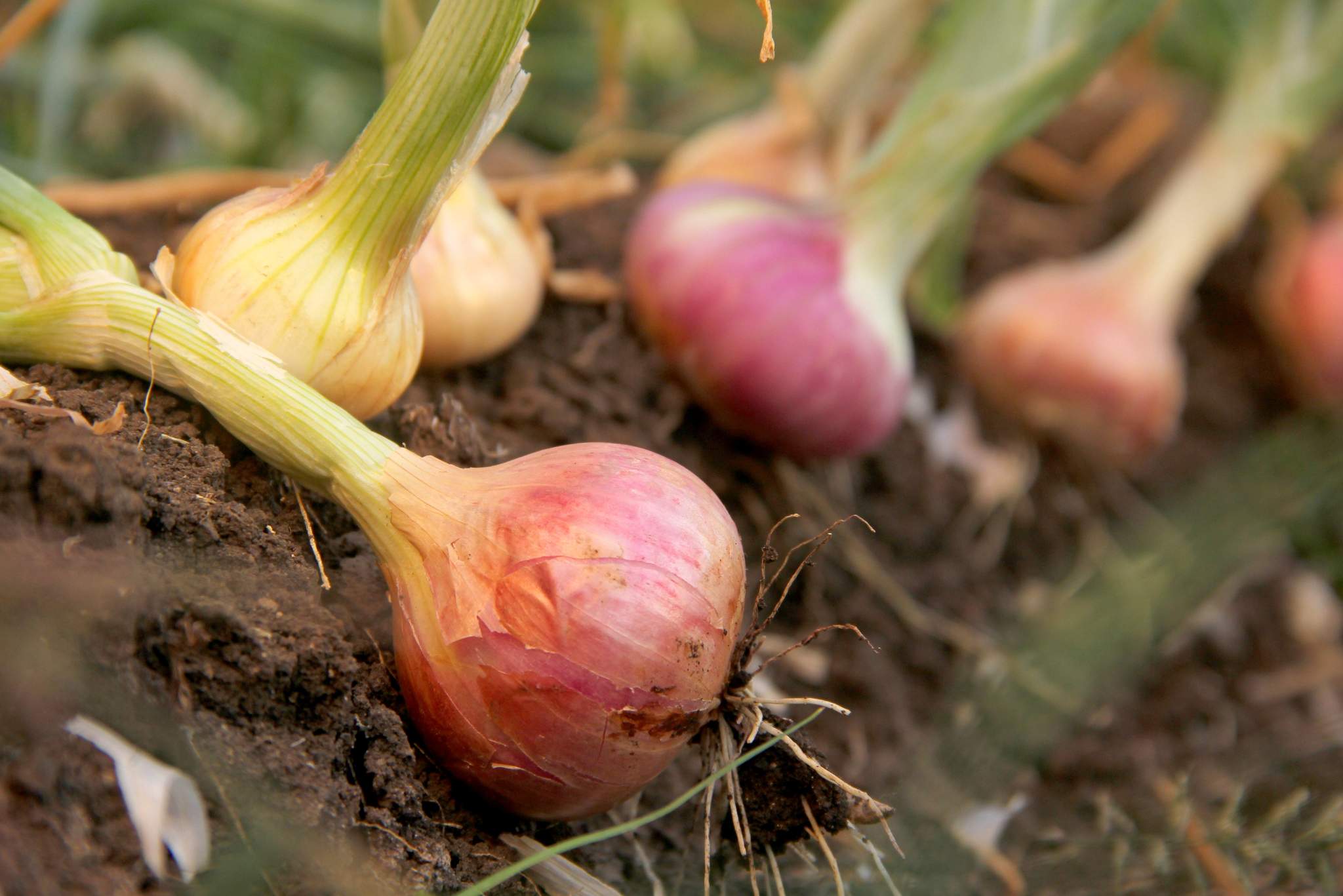 onion plant