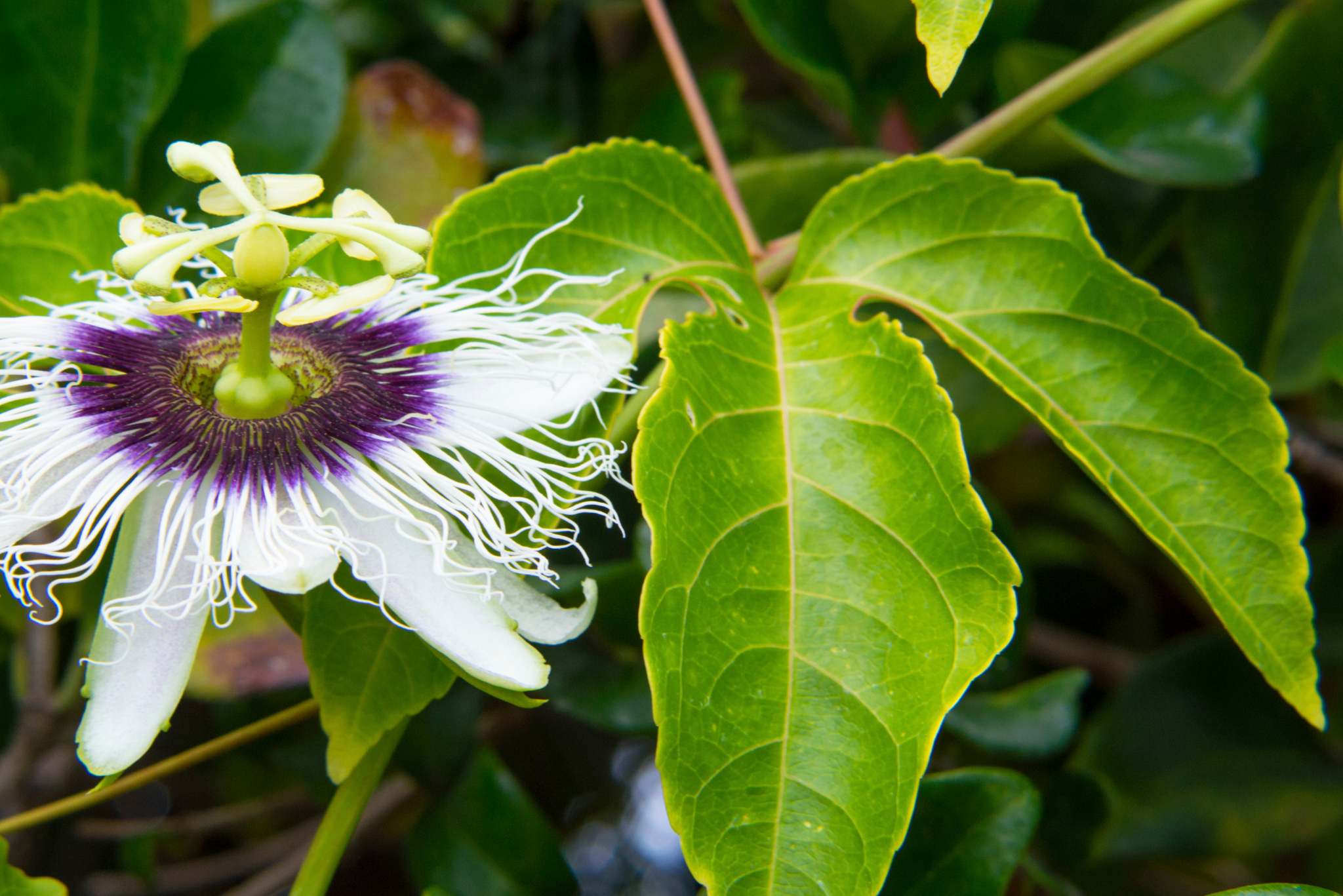 passionfruit leaves