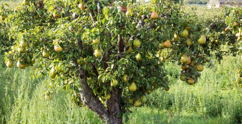 pear on the tree