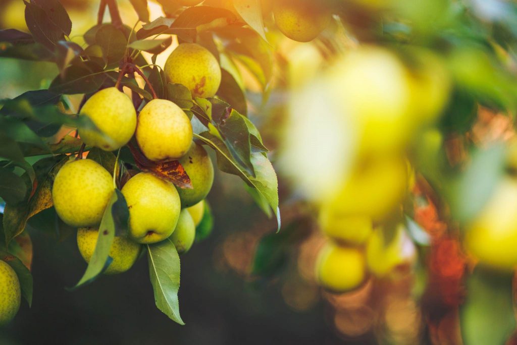 pear-trees-planting-growing-and-harvesting-pears-gardeners-magazine