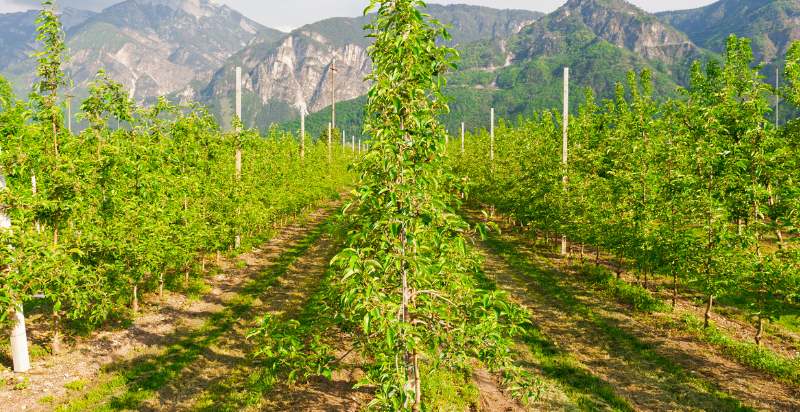 pear tree field