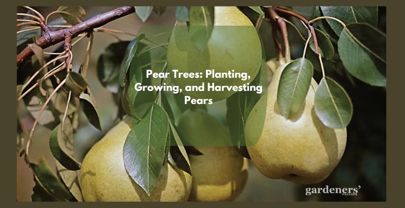 Pear Trees: Planting, Growing, and Harvesting Pears
