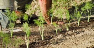 What is Fennel? How to Plant, Grow, and Harvest Fennel Bulb - Gardeners ...