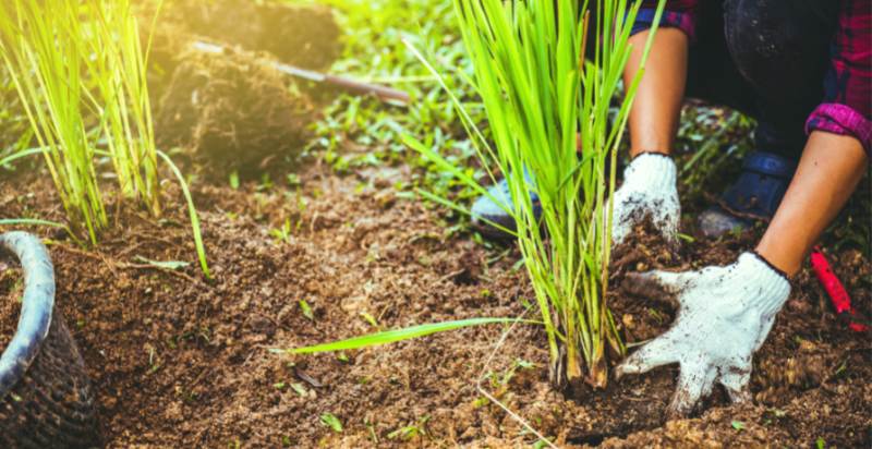 planting lemongrass plant