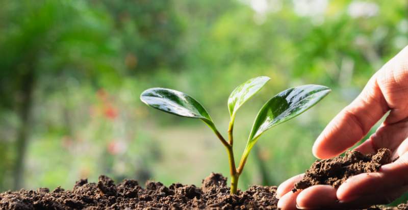 planting peaches