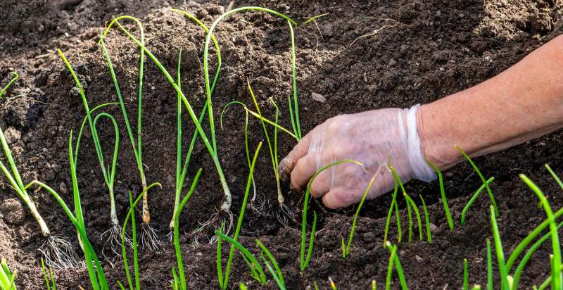 planting seedling