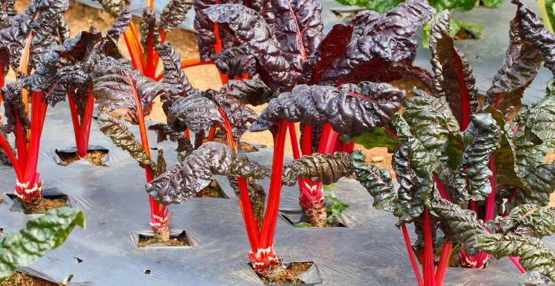 planting swiss chard