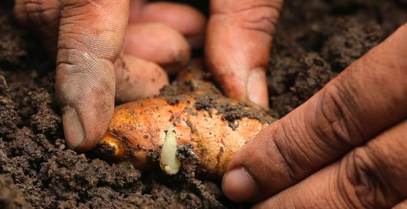 planting turmeric