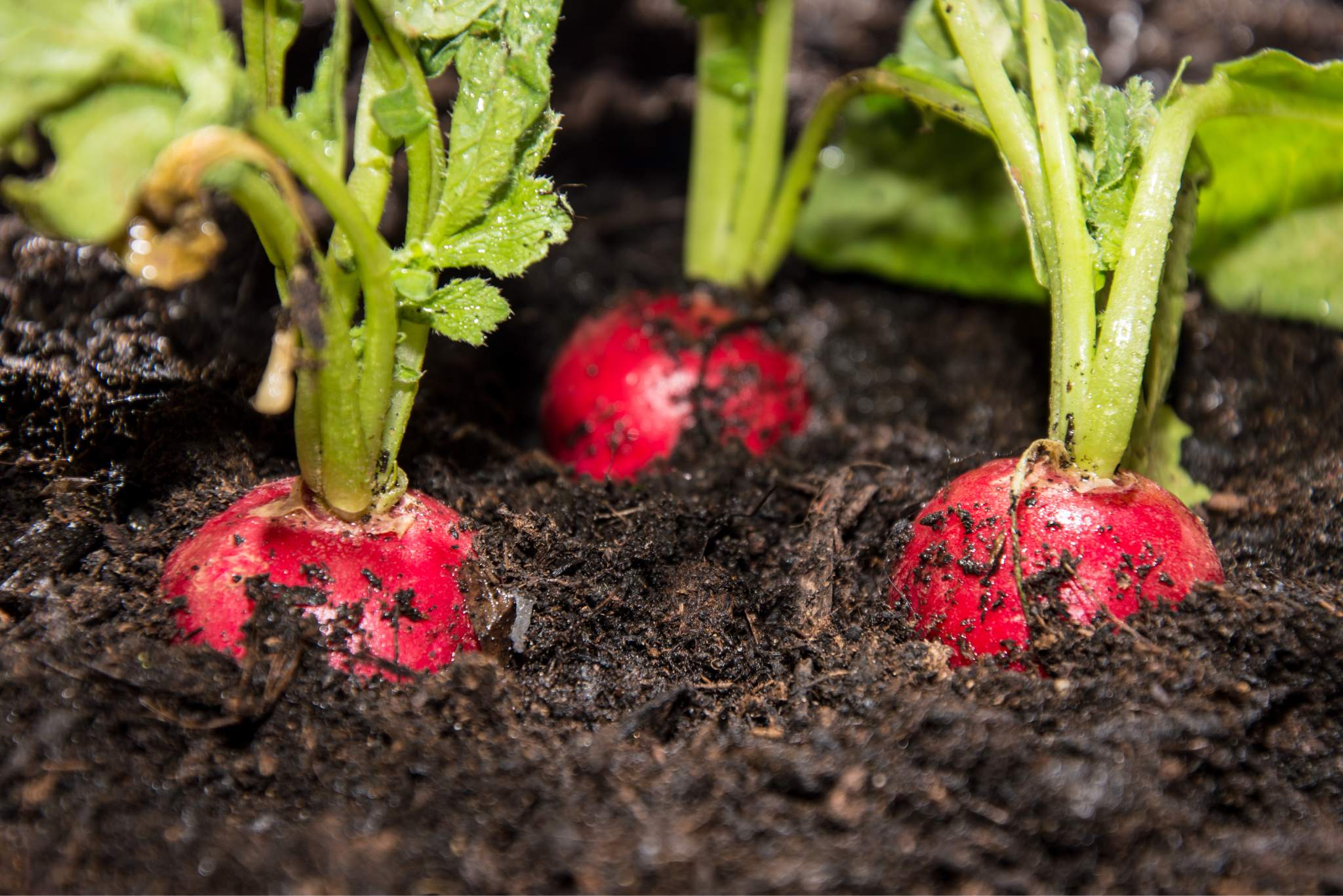 radish plant