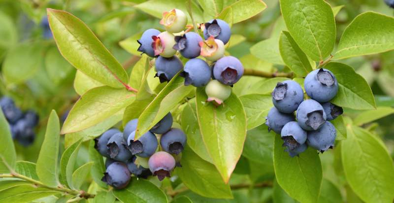 ready to harvest blueberries