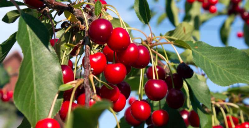 ready to harvest cherries