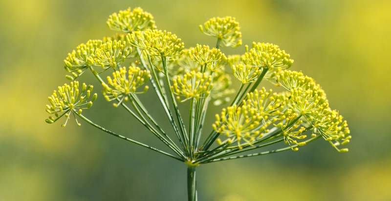 ready to harvest fennel