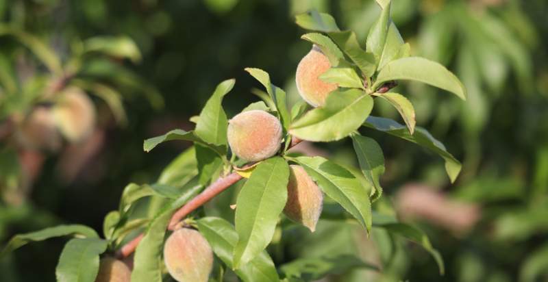 ready to harvest peach tree
