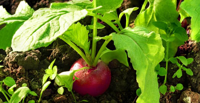 ready to harvest radish