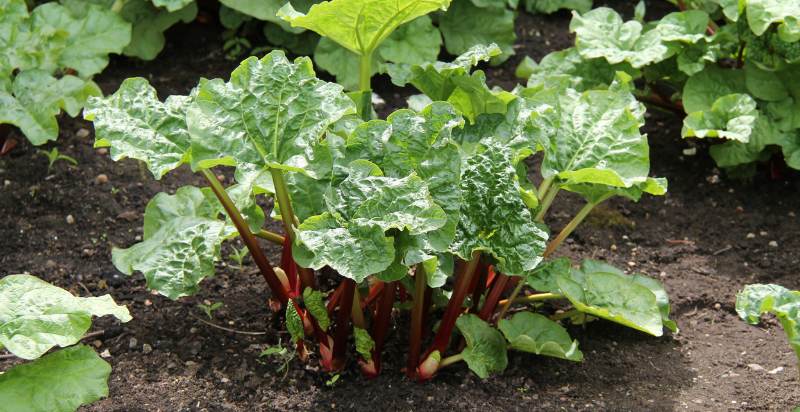 ready to harvest rhubarb plant