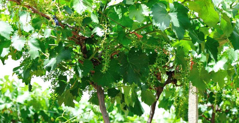 ready to harvest grapes