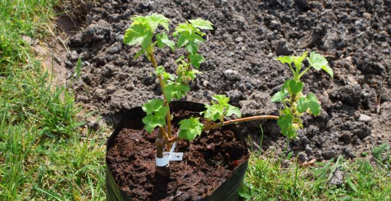seedling of currant plant
