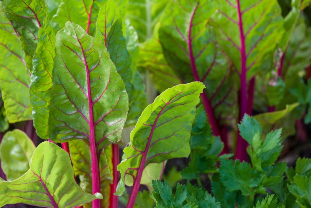 swiss chard