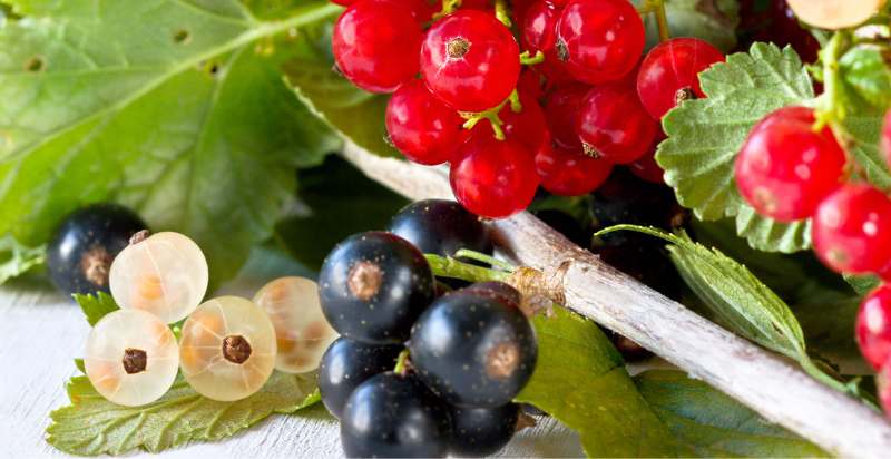 types of currant