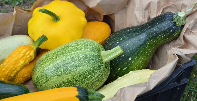 types of summer squash