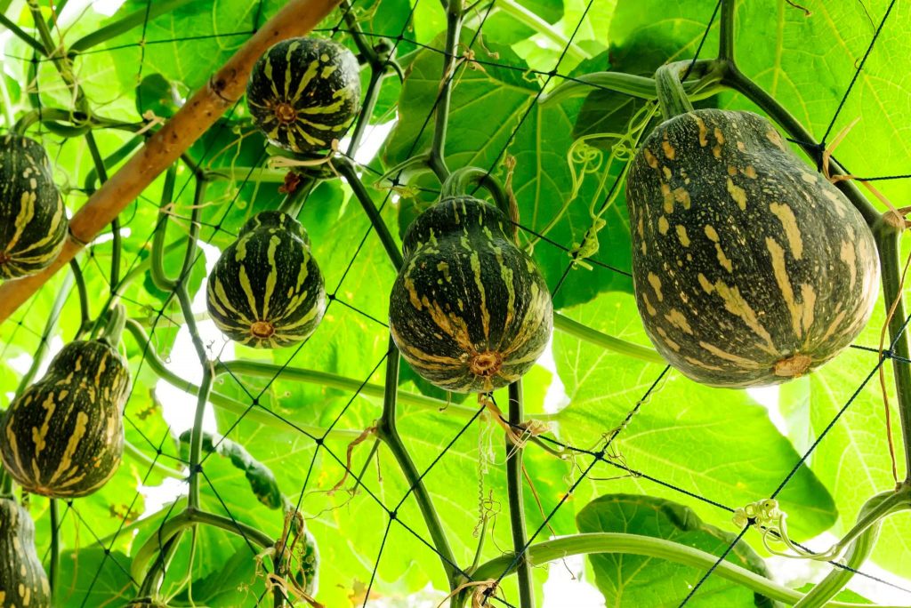 what-is-winter-squash-how-to-plant-grow-and-harvest-winter-squash