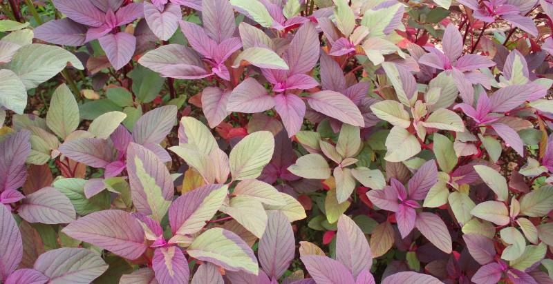 young amaranth plant