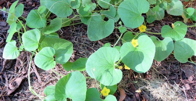 young cantaloupe plant