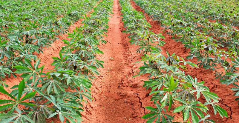 young cassava plant