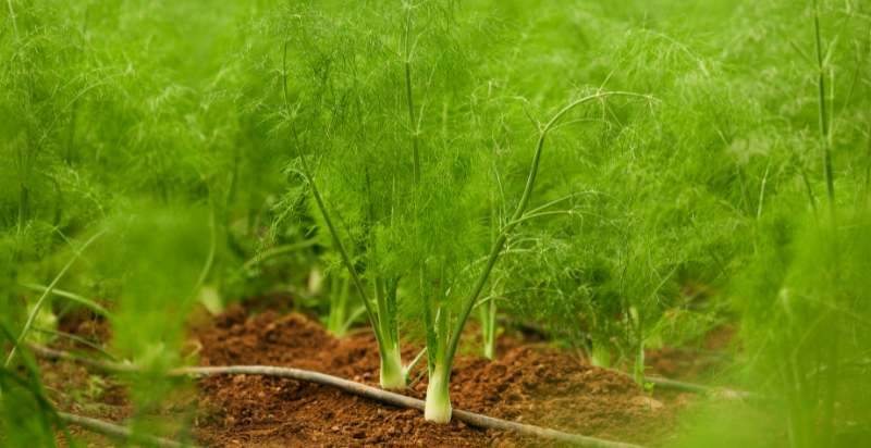 young fennel plant