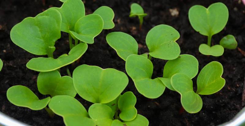 young radish plant