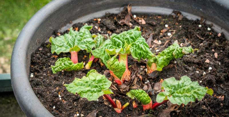 young rhubarb plant