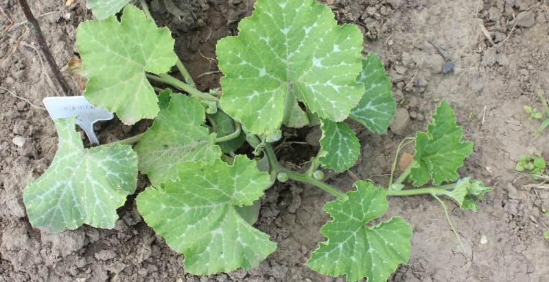 young winter squash plant