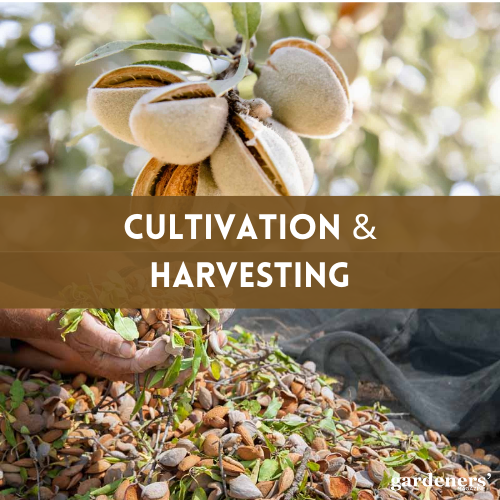 cultivation and harvesting