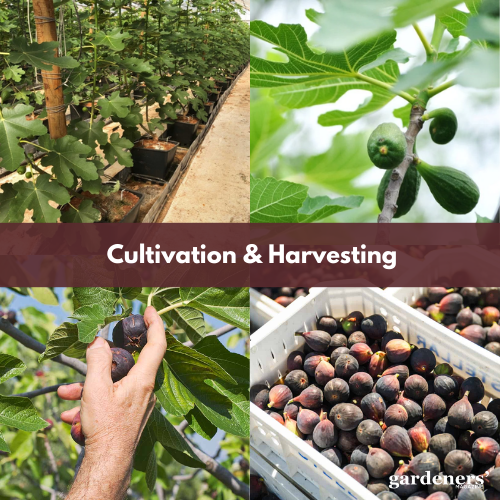 cultivation and harvesting of figs