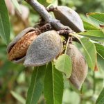 almond tree