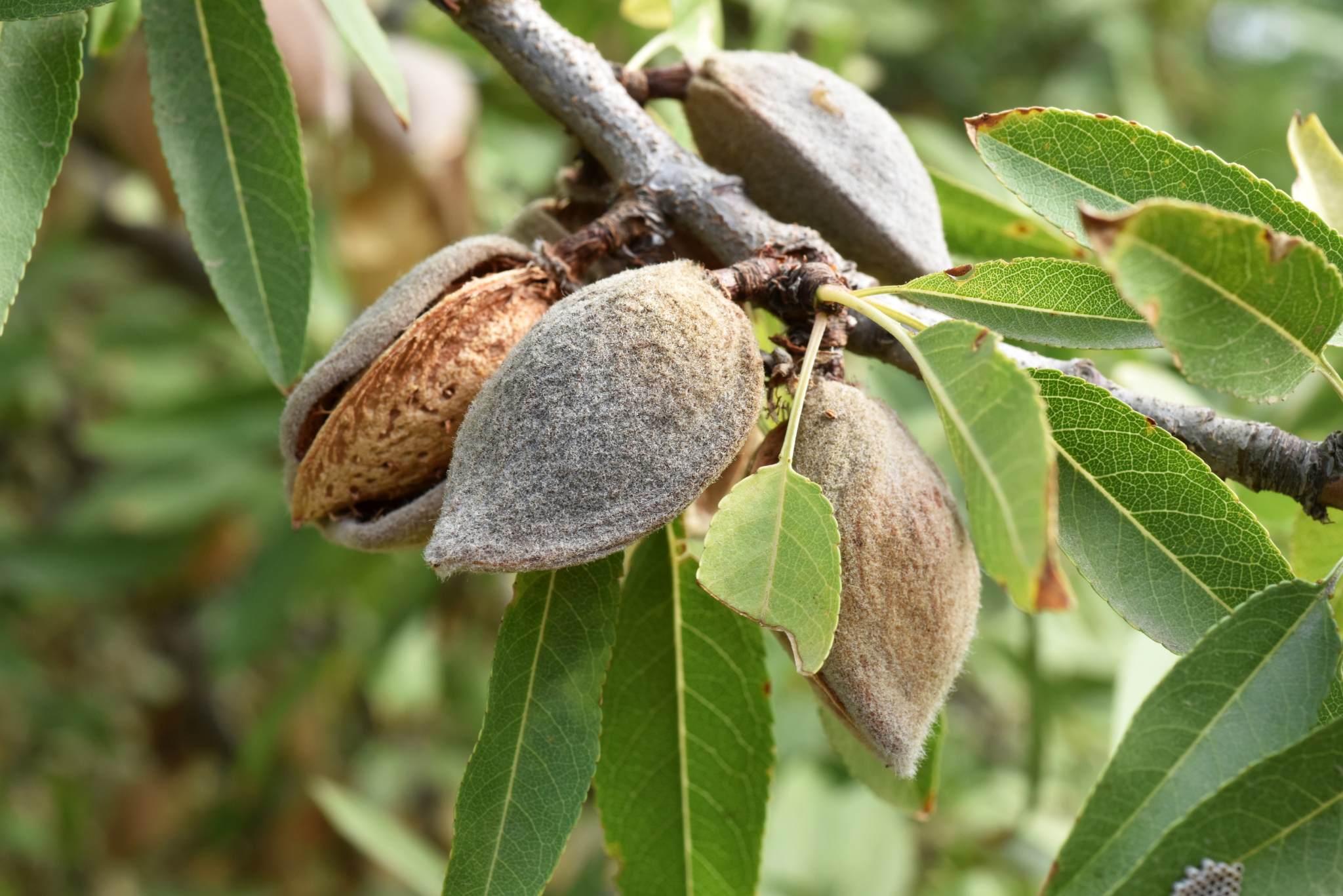 almond tree