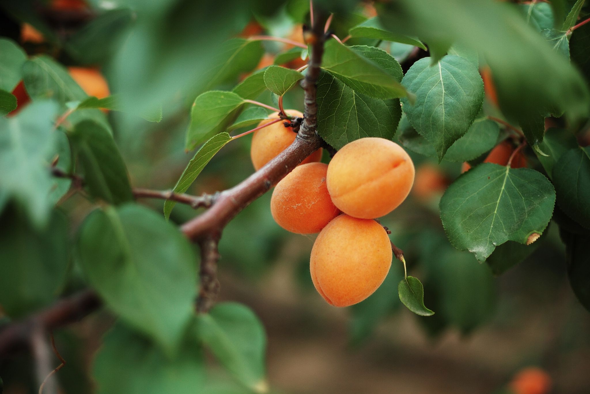 apricot tree