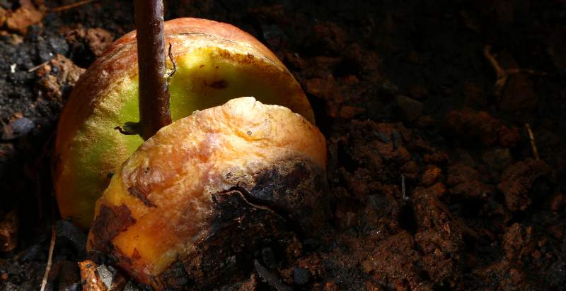 avocado tree sprout from an avocado seed