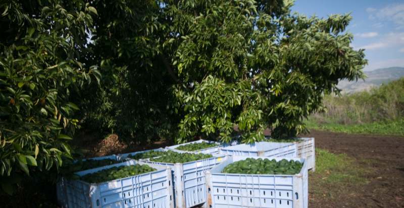 avocado tree with harvesd avocados