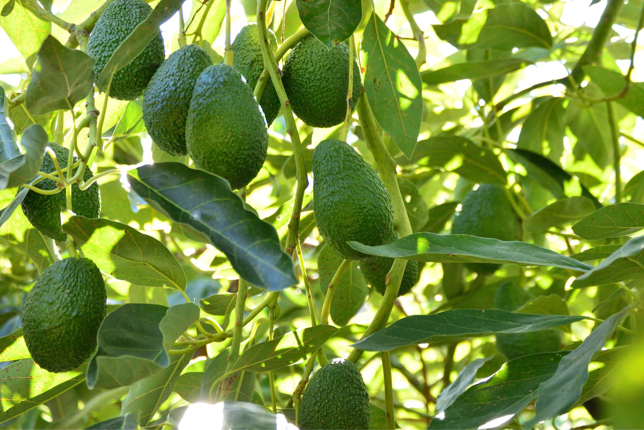 avocado tree