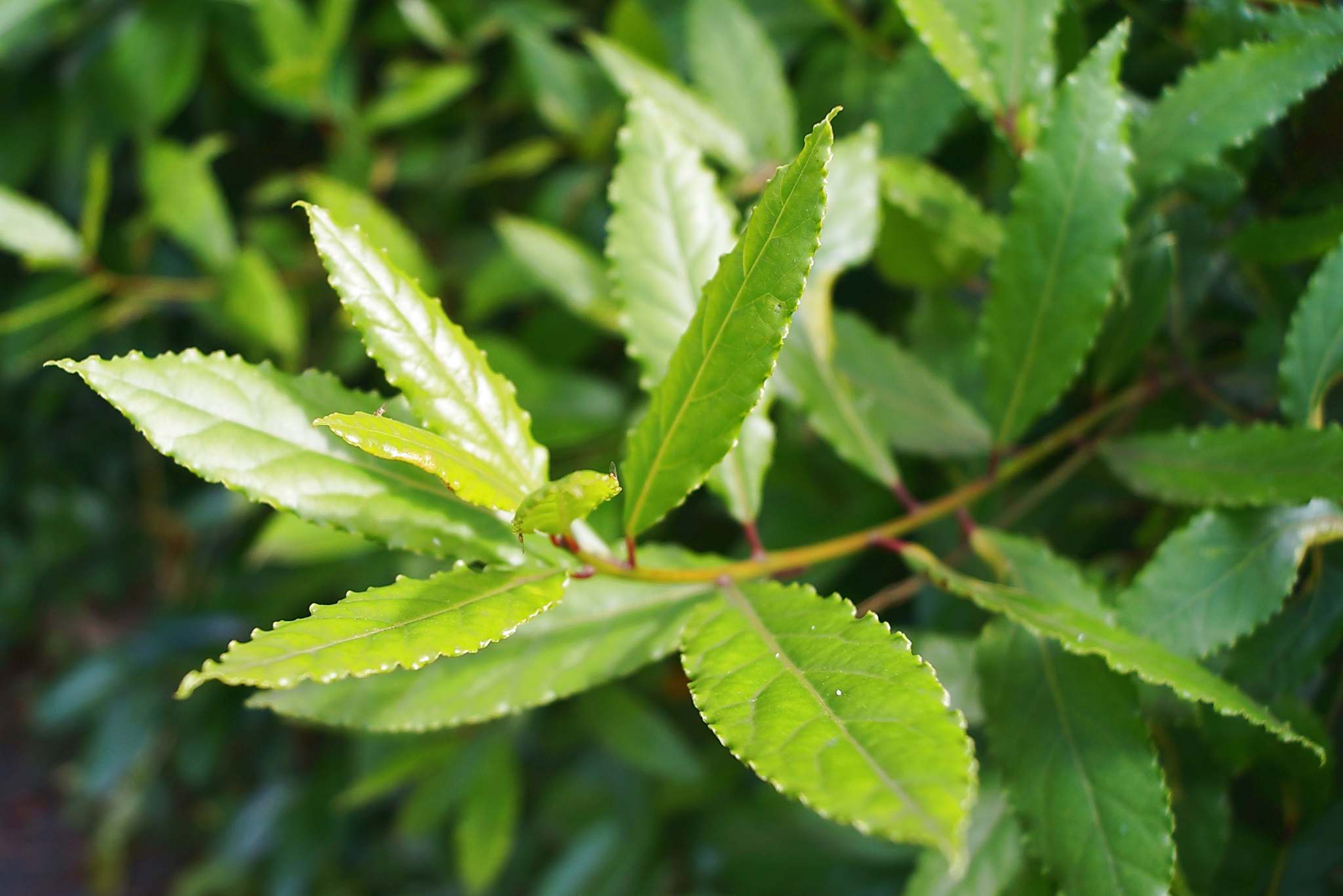 bay leaves