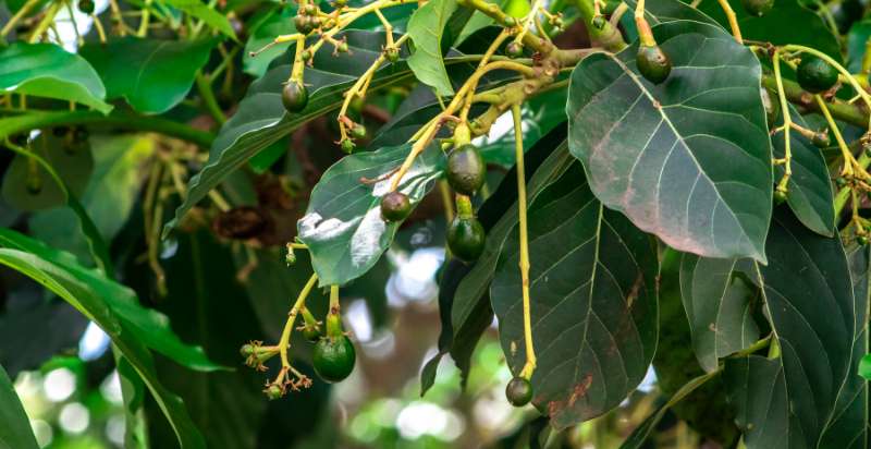 budding avocado tree